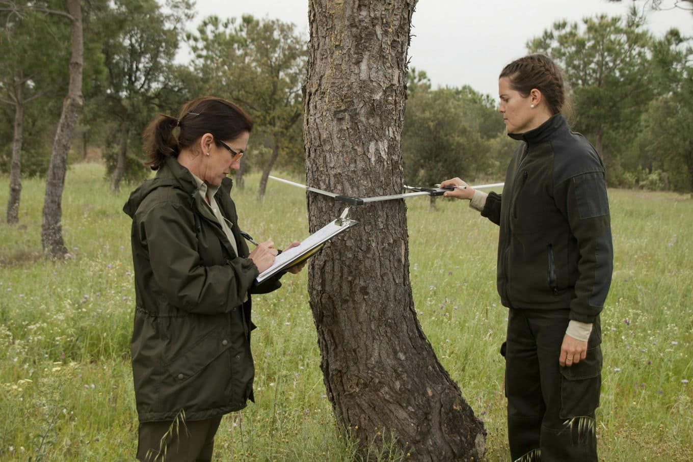 dwie kobiety mierzą drzewo